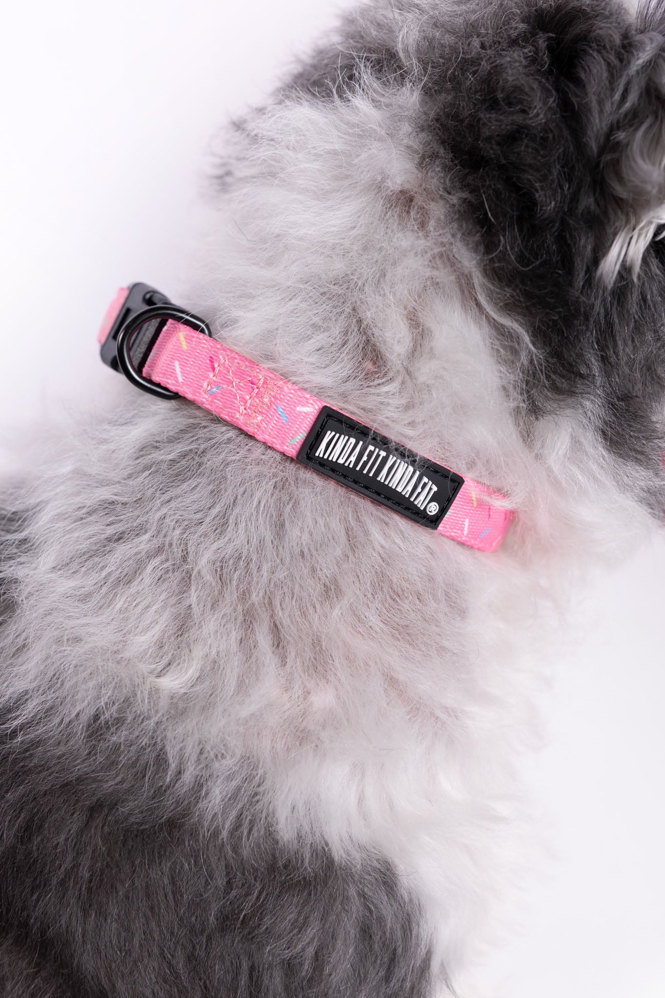 Sprinkles Dog Collar