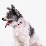 Sprinkles Dog Collar